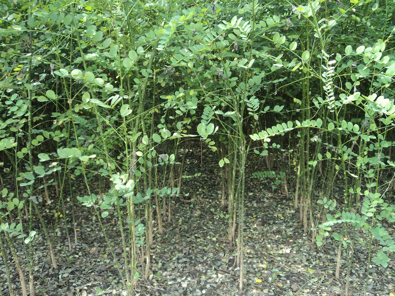 西宁苗木种植