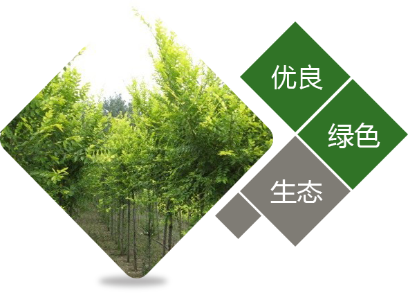 青海苗木种植